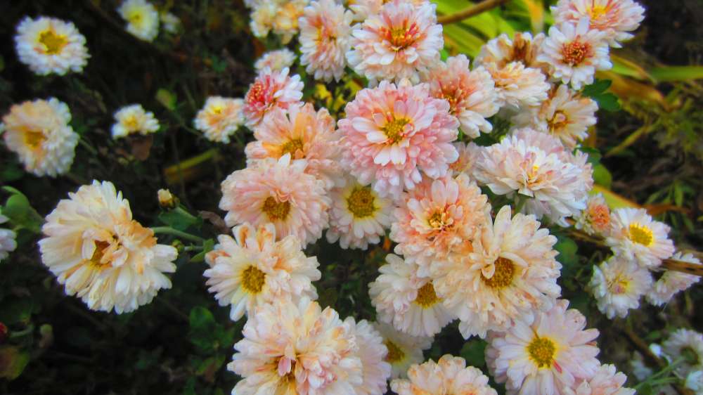 ChrysanthemenApricot