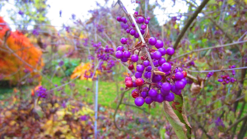 Liebesperlenstrauch_Callicarpa