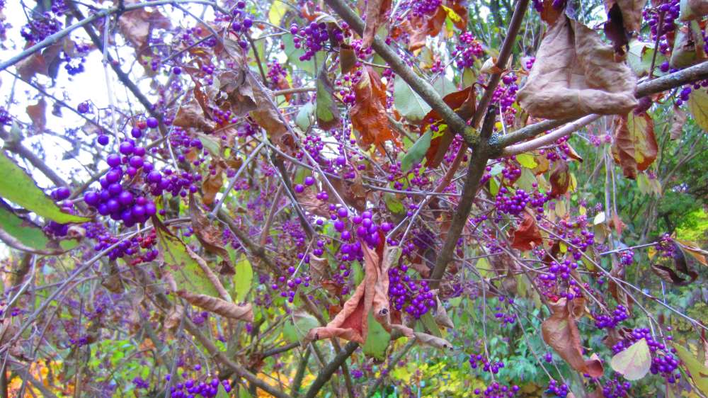 Liebesperlenstrauch_Callicarpa