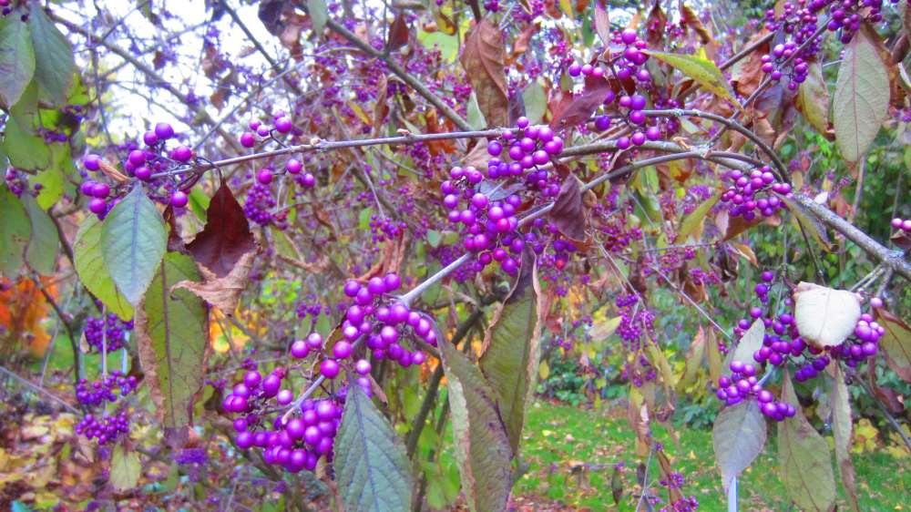 Liebesperlenstrauch_Callicarpa