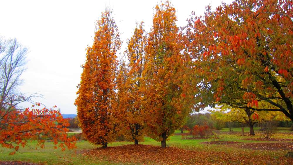 Herbstbaeume