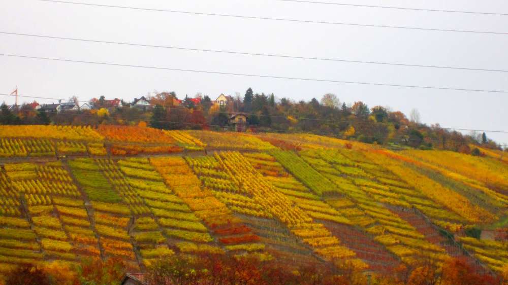 Weinberge