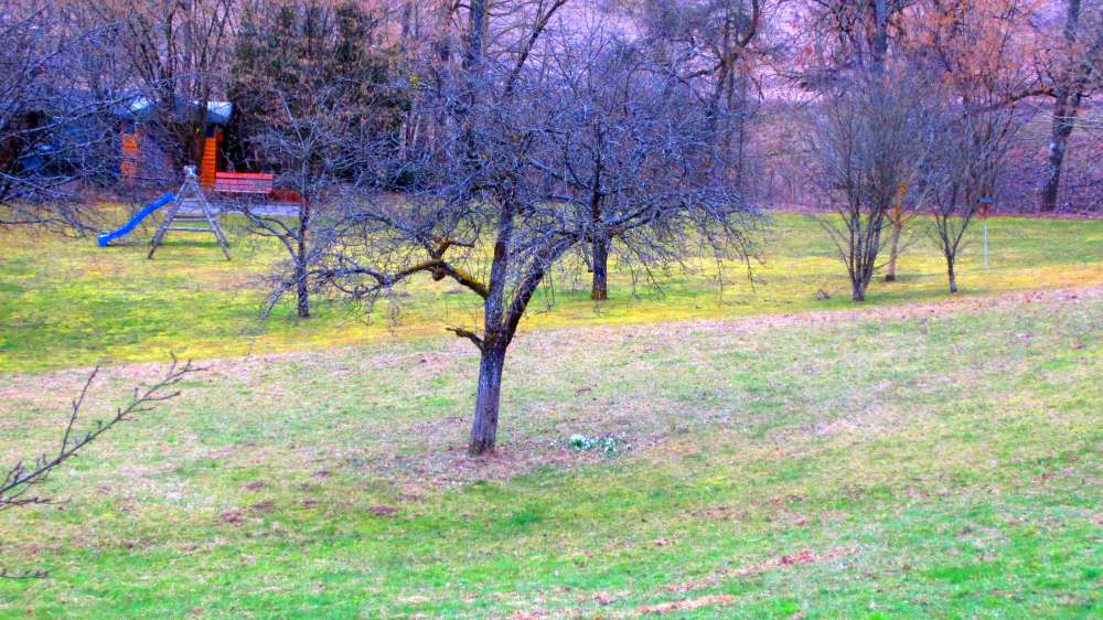 Baum_mit_Maerzenbechern