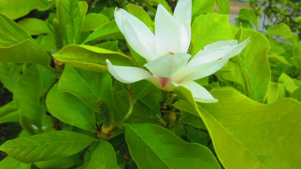 Magnolie
