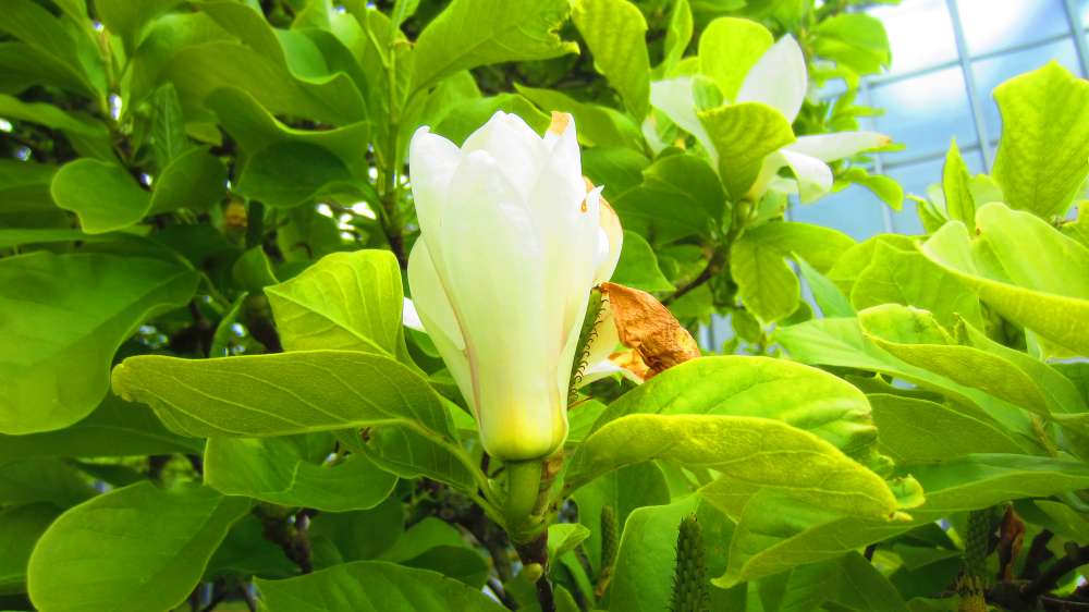 Magnolie