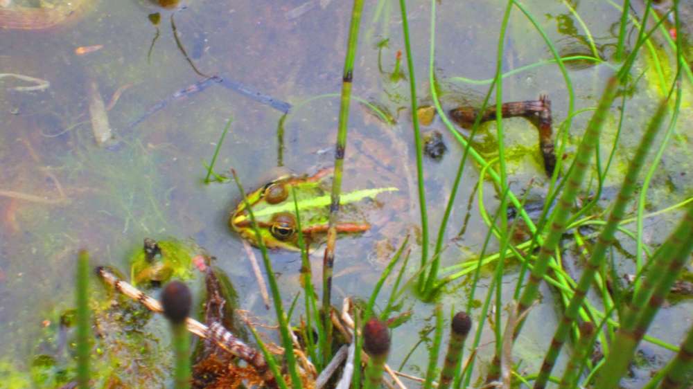 Frosch