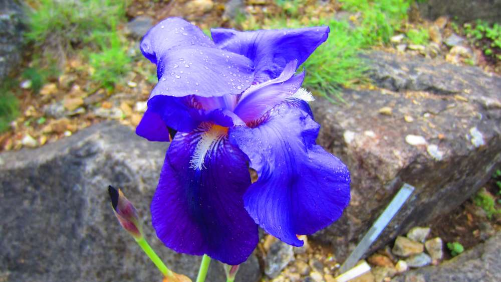 Iris