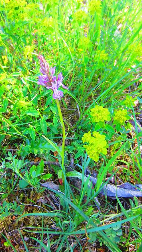 Knabenkraut_gefleckt