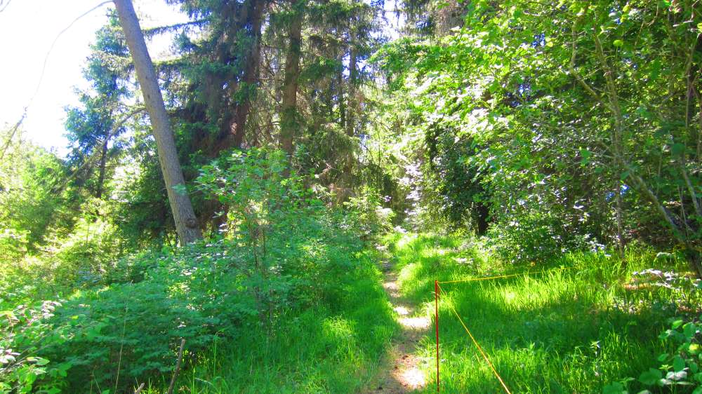 Waldweg