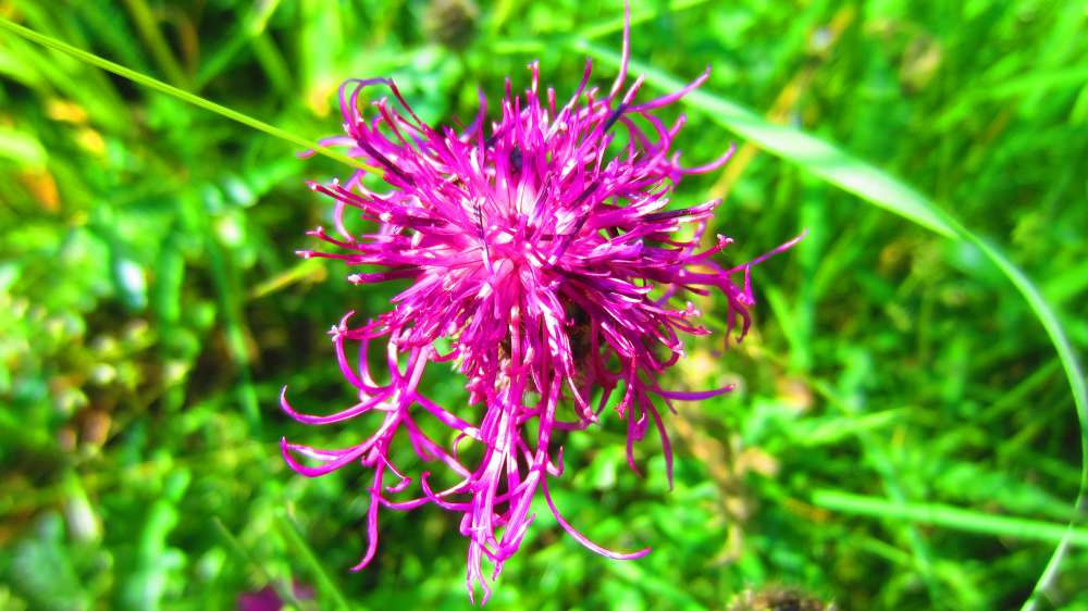 Wiesenflockenblume