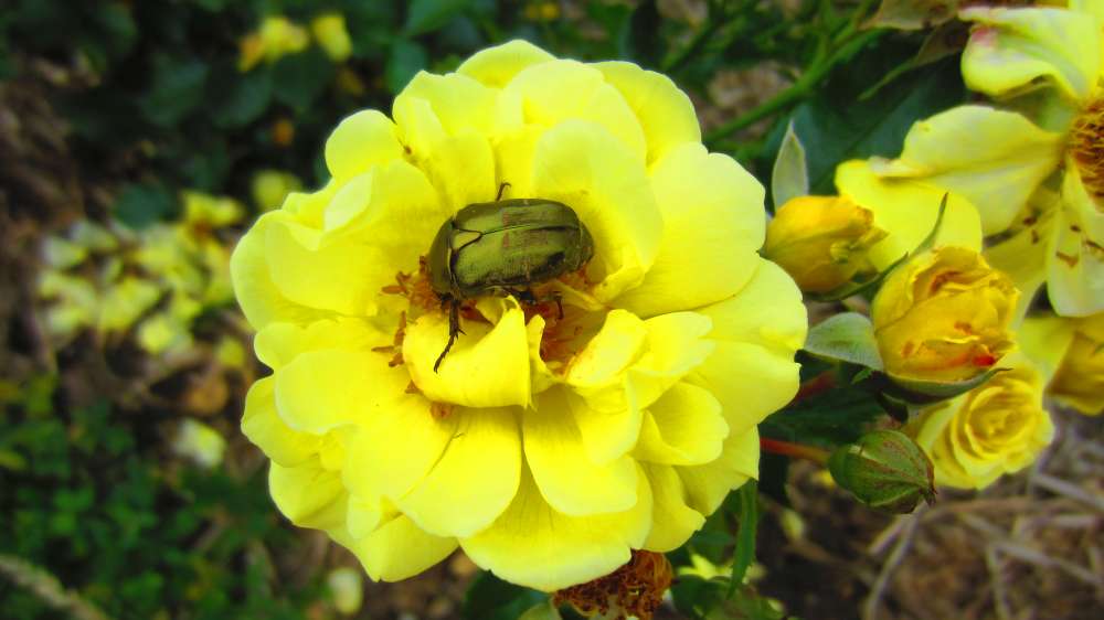 Rose_gelb_Rosenkaefer