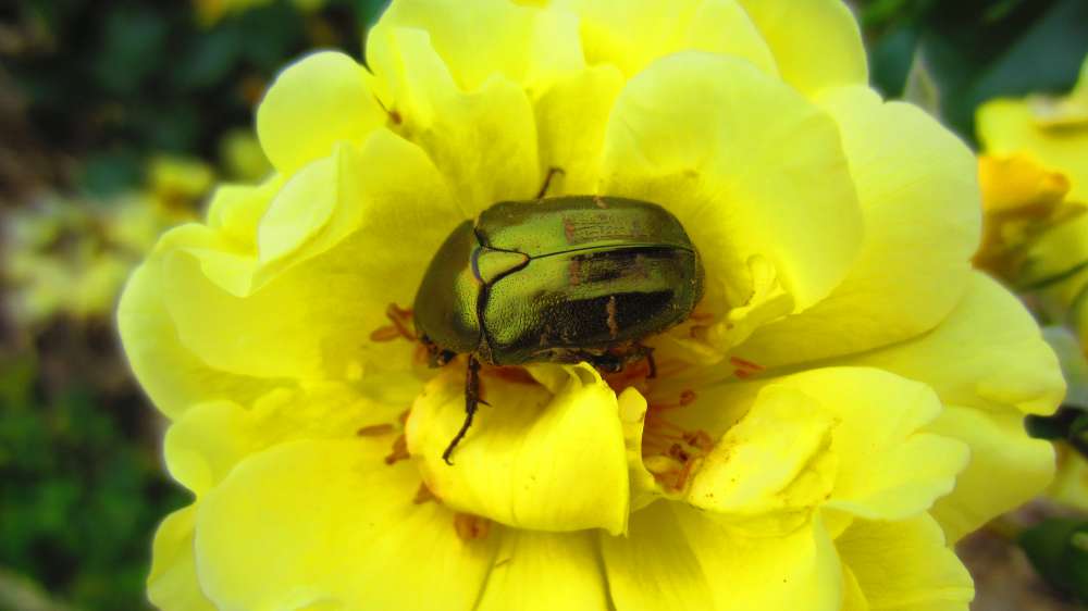 Rose_gelb_Rosenkaefer2