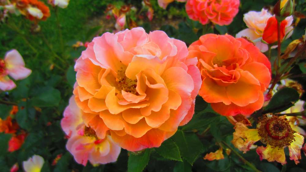 Rose_apricot