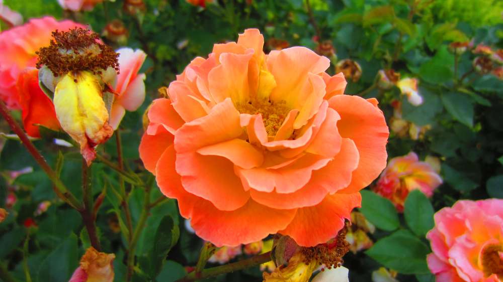 Rose_apricot