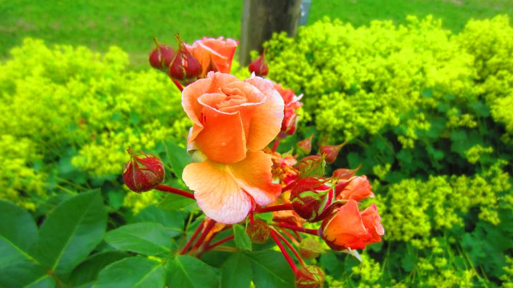 Rose_apricot