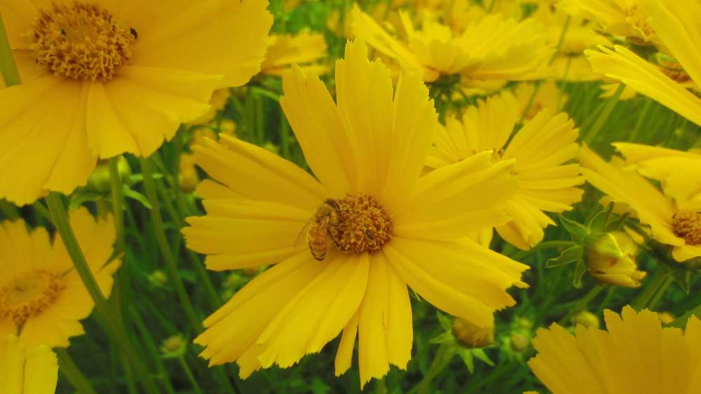 Bluete_Gelb_mit_Biene