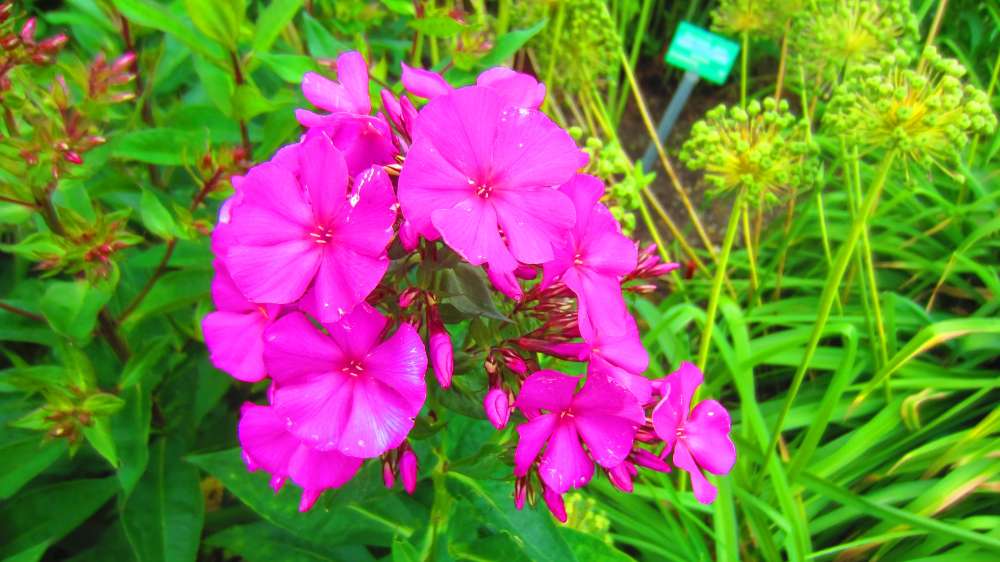Phlox