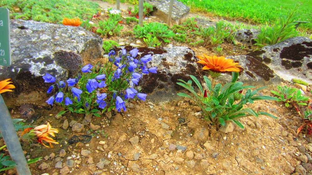 Gazanie_mit_Glockenblumen