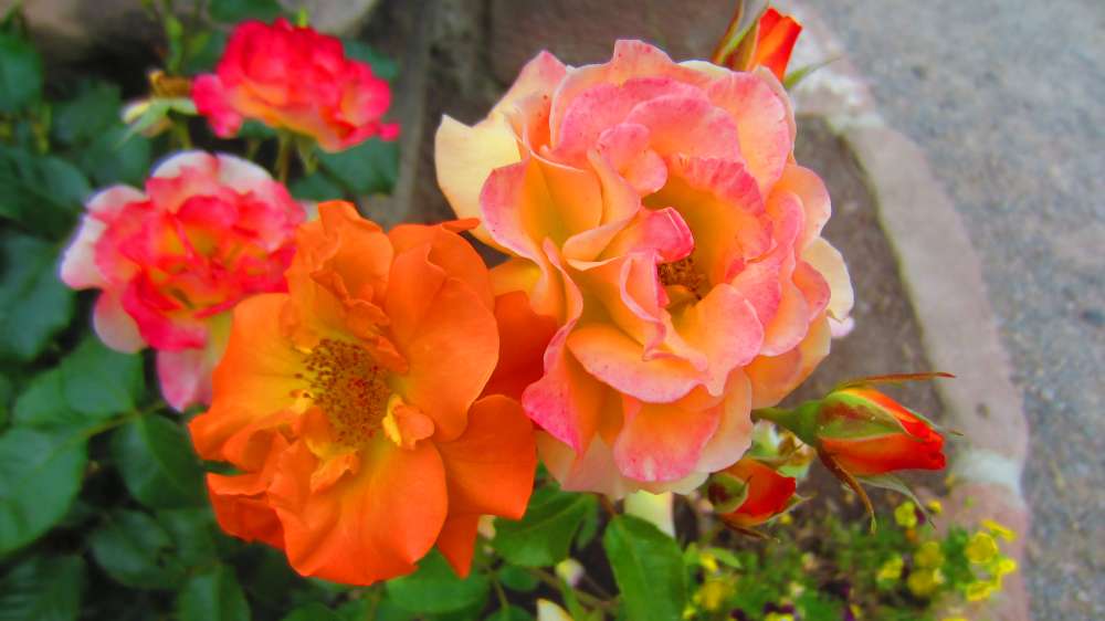 Rose_apricot