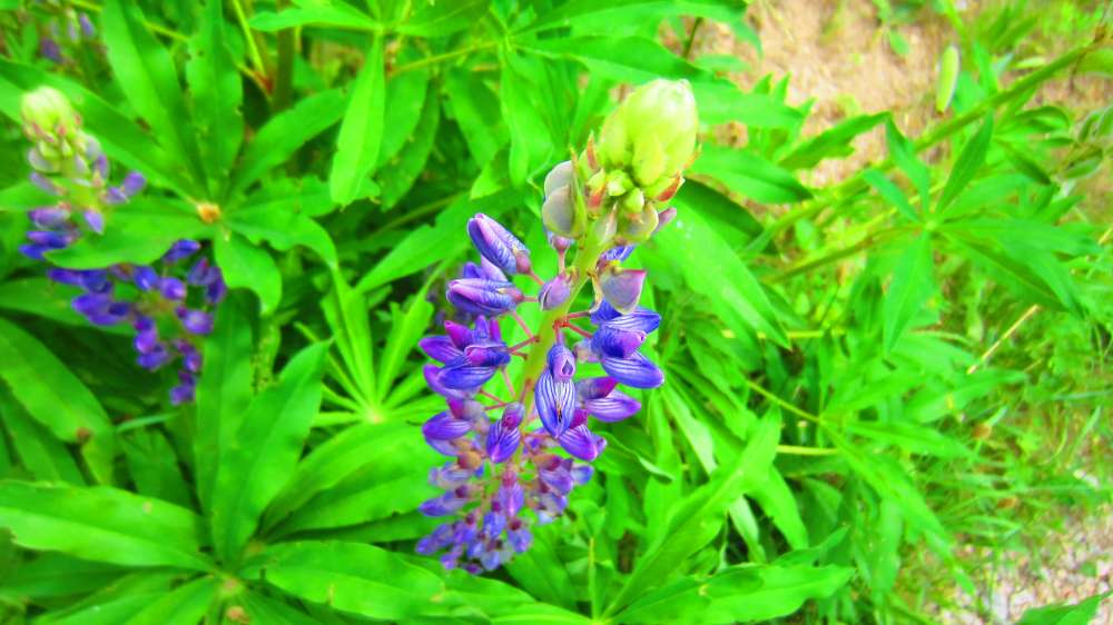 Lupine