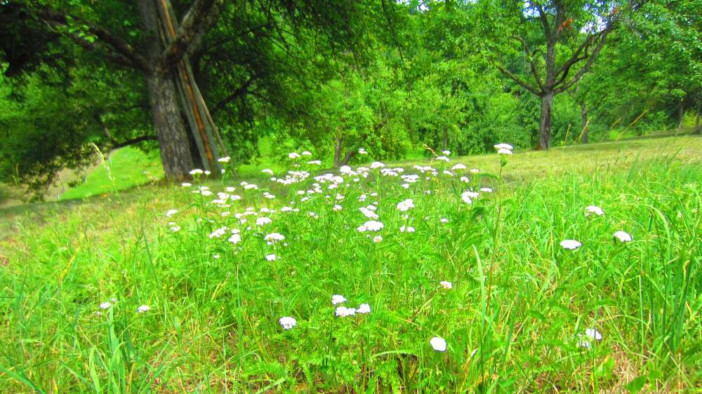 Wiese_mit_Schafgarbe