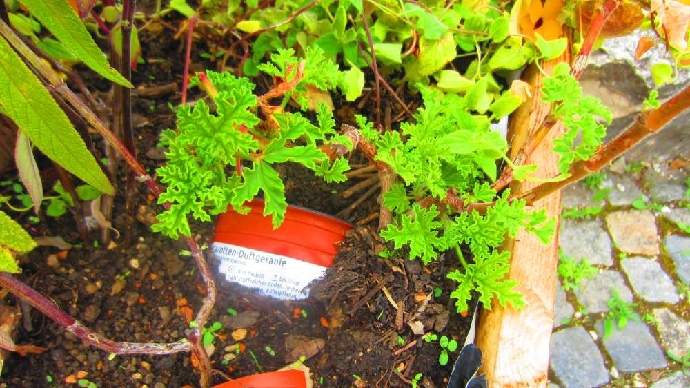 Duftgeranie_Karotten