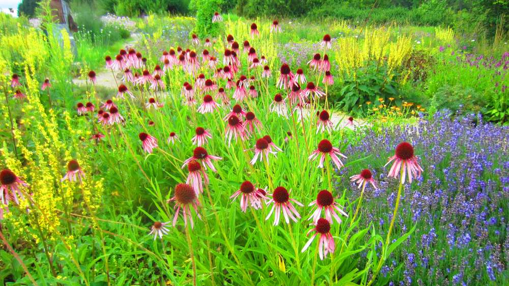 Sonnenhut_u_Lavendel