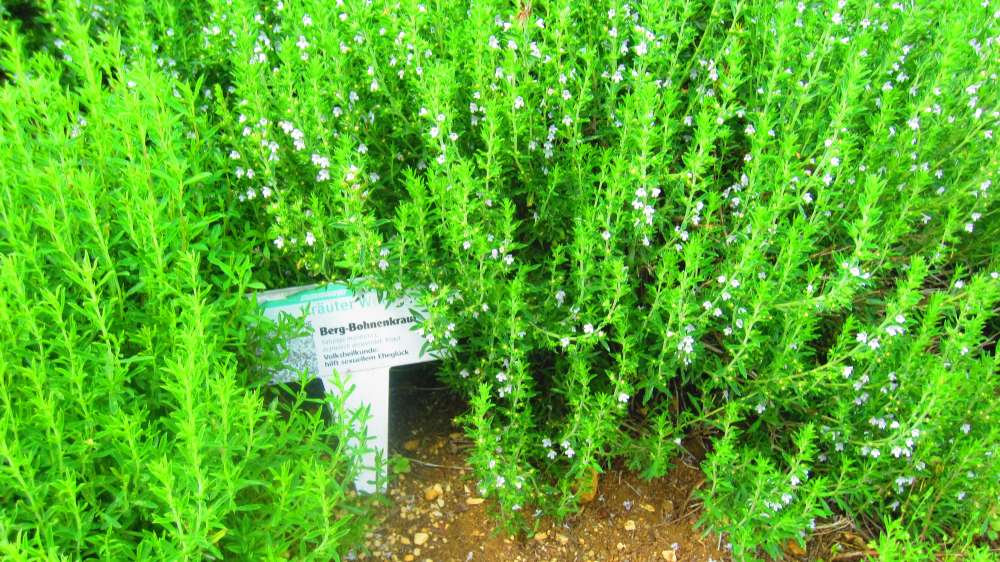 Bohnenkraut