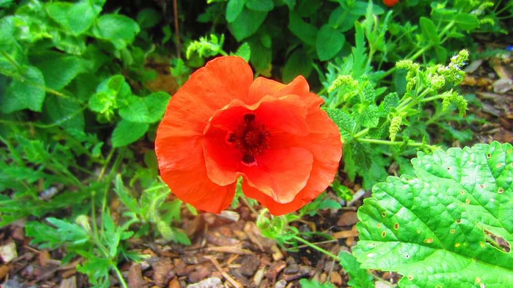 Mohn