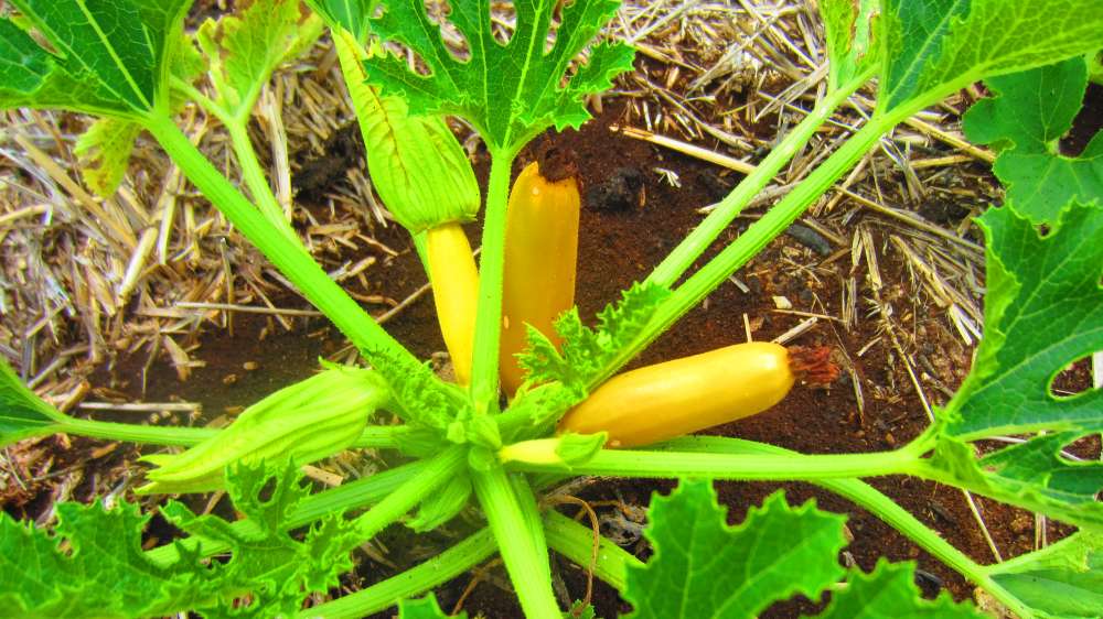 Zucchini