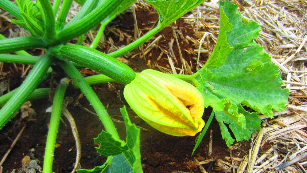 Zucchini