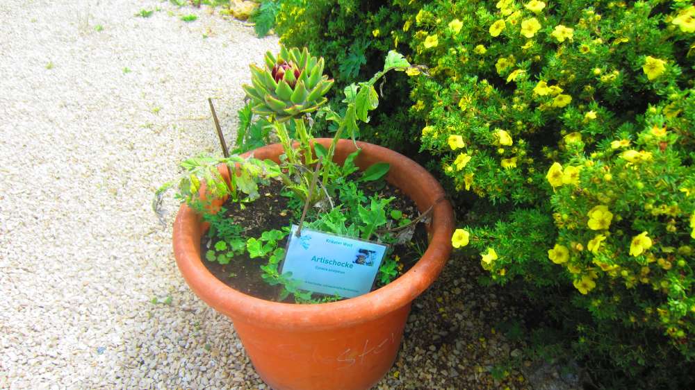 Artischocke