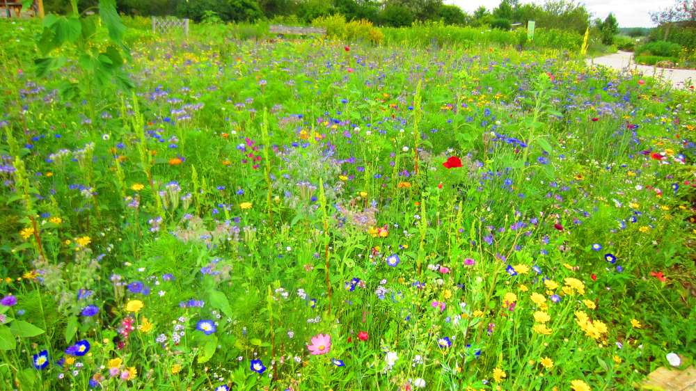 Blumenwiese