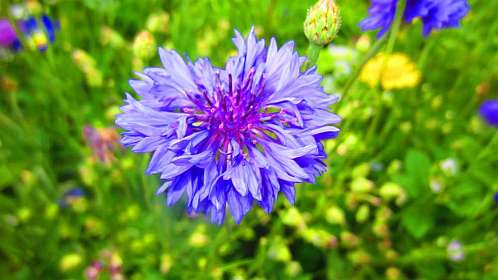 Kornblume_blau