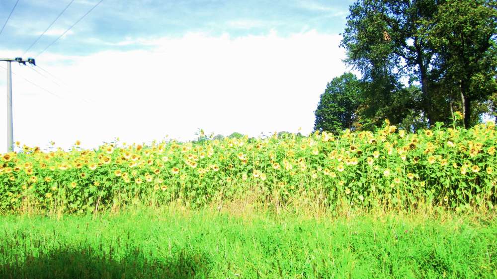 Sonnenblumen