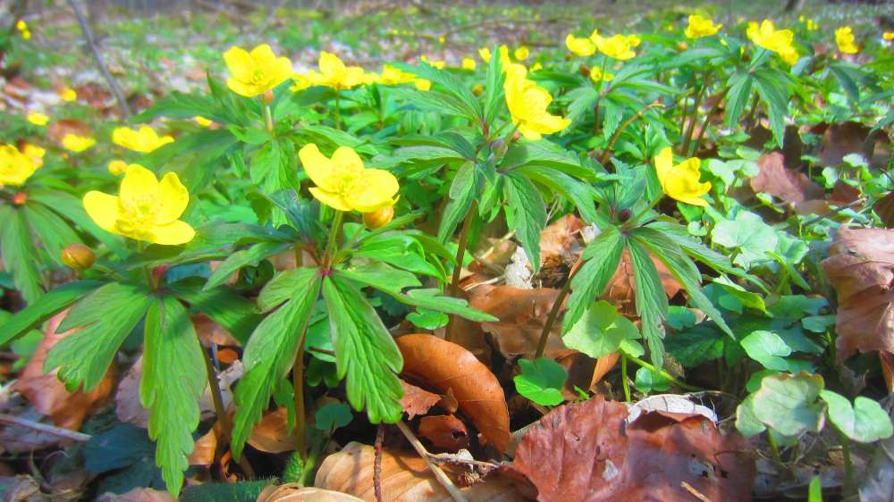 Buschwindroeschen_gelb