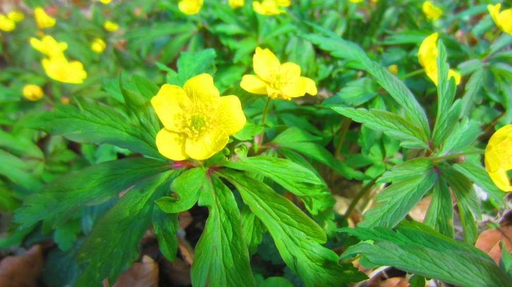 Buschwindroeschen_gelb