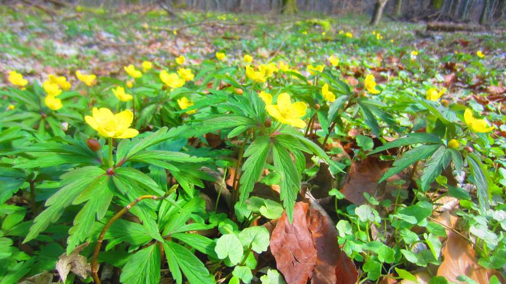 Buschwindroeschen_gelb