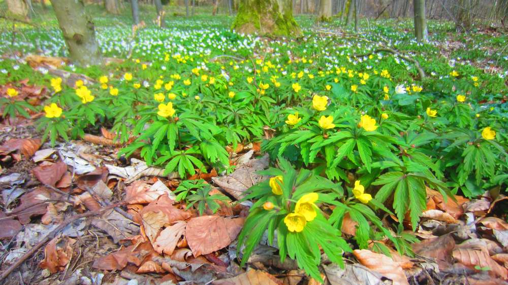 Buschwindroeschen_gelb