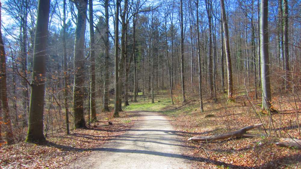 Waldweg