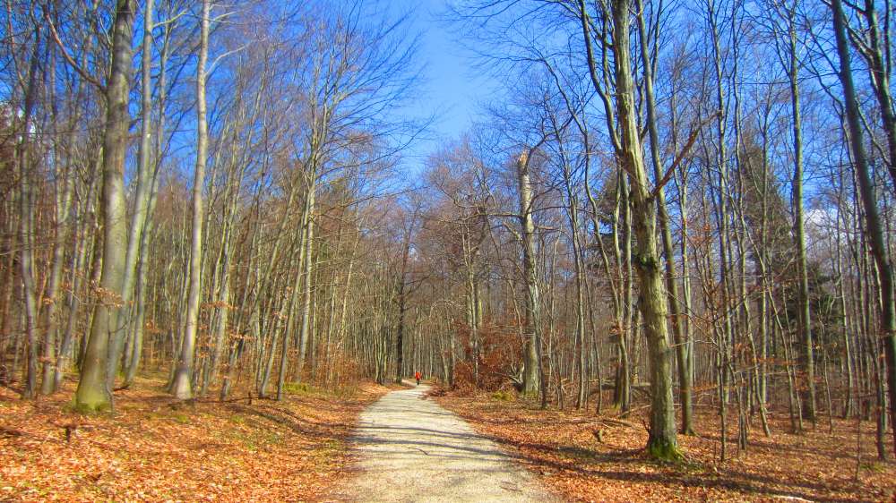 Waldweg