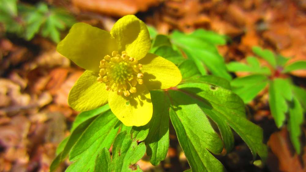 Buschwindroeschen_gelb