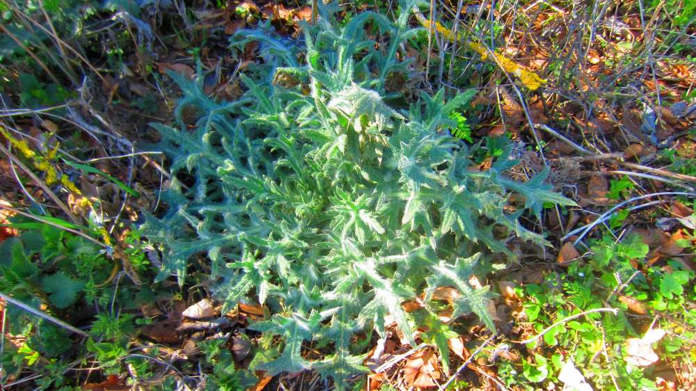 Distel