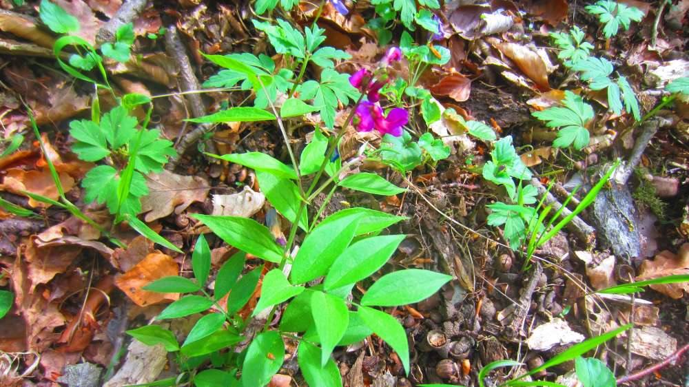 Fruehlingsplatterbse