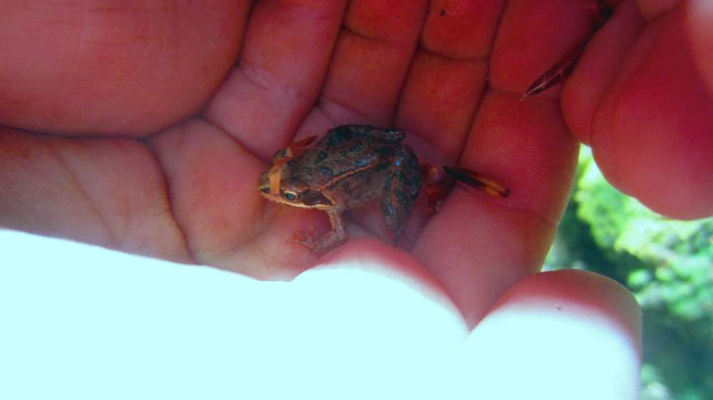 Frosch