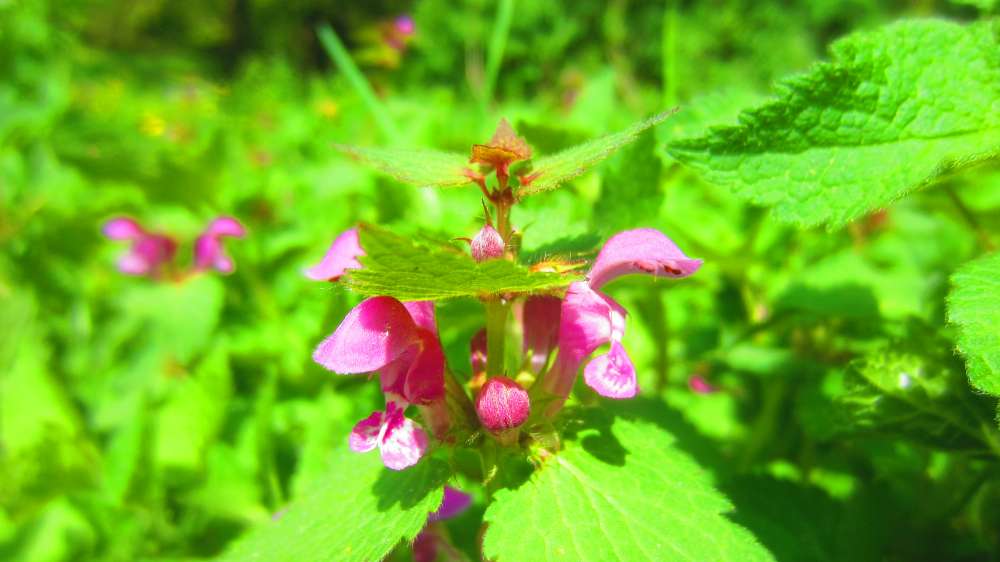 Taubnessel_rot
