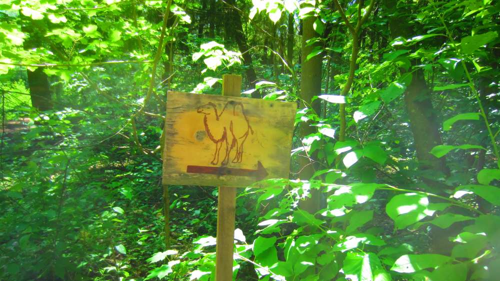 Schild_Kamel