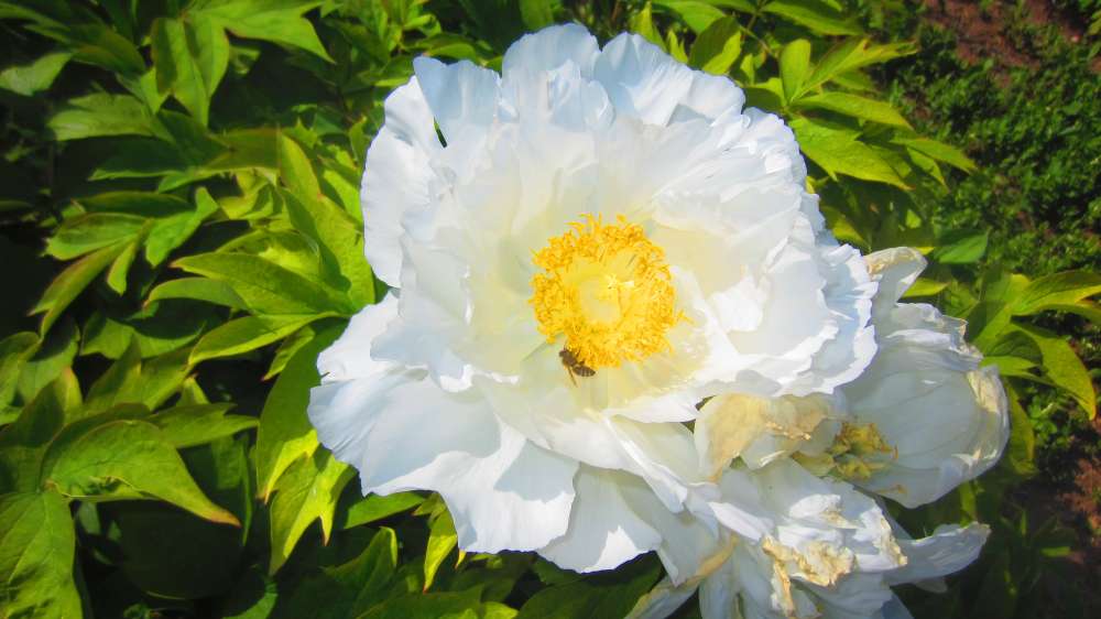 Paeonie_weiss