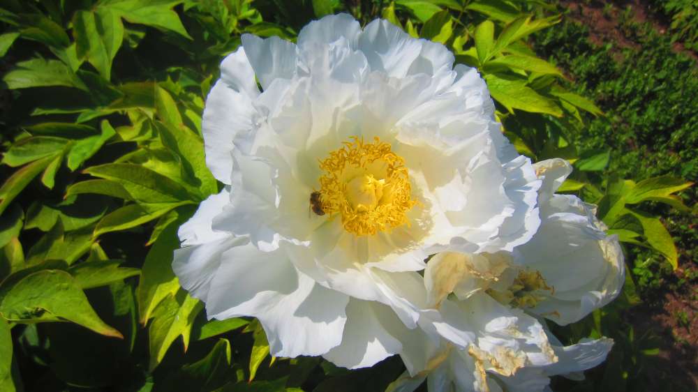 Paeonie_weiss