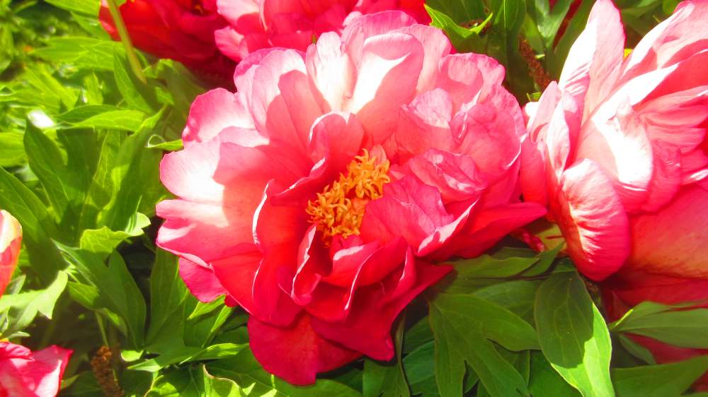 Paeonie_rot